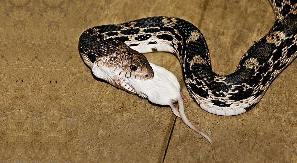 RATS, SNAKES AND VENOMS by Victor Igiri Words Rhymes & Rhythm