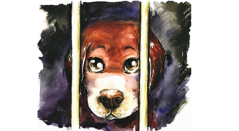 CAGED DOG DOESN’T BITE (a poem by Chime Justice Ndubuisi)